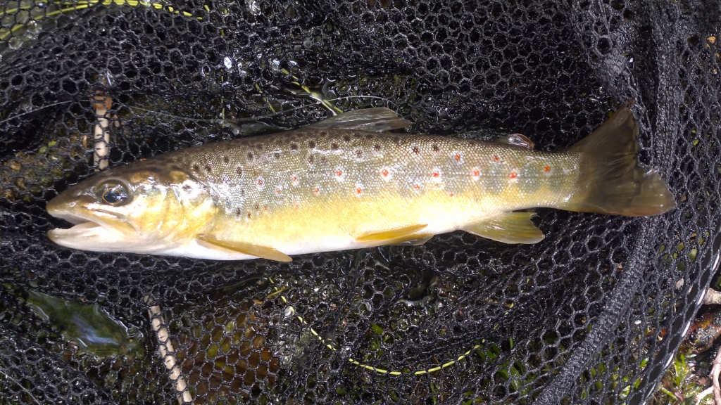 Photo of the trout from the roots